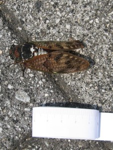 A cicada, definitely over 5 cm