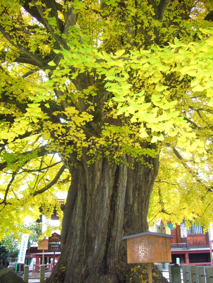 Ginkgo tree
