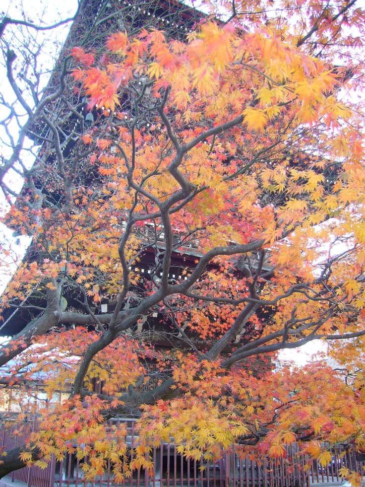 Red maple leaves in a temple in Takayama