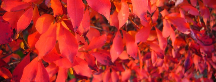 Red leaves in Takayama