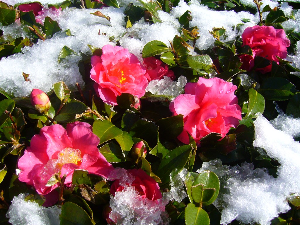 Hedge blooming in December, Toyota City, Japan Hedge blooming in December, Toyota City, Japan