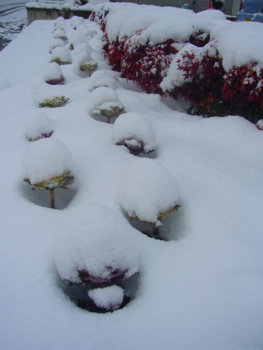A lot of snow in Toyota City, Japan