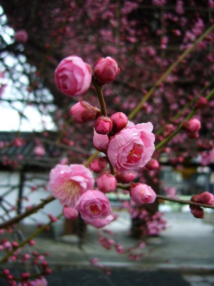 Plum blossom pink