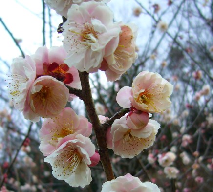 Plum blossom soft pink