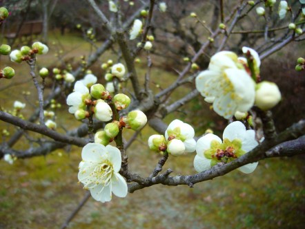 Plum blossom white