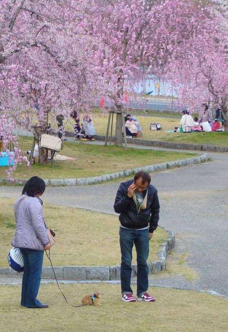 rabbit on a leash and cherry blossoms in Japan