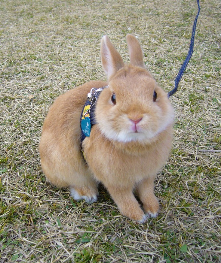 bunny on a leash photomodel, Japan