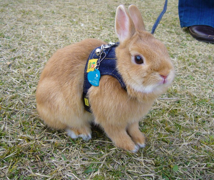 bunny on a leash profile, Japan