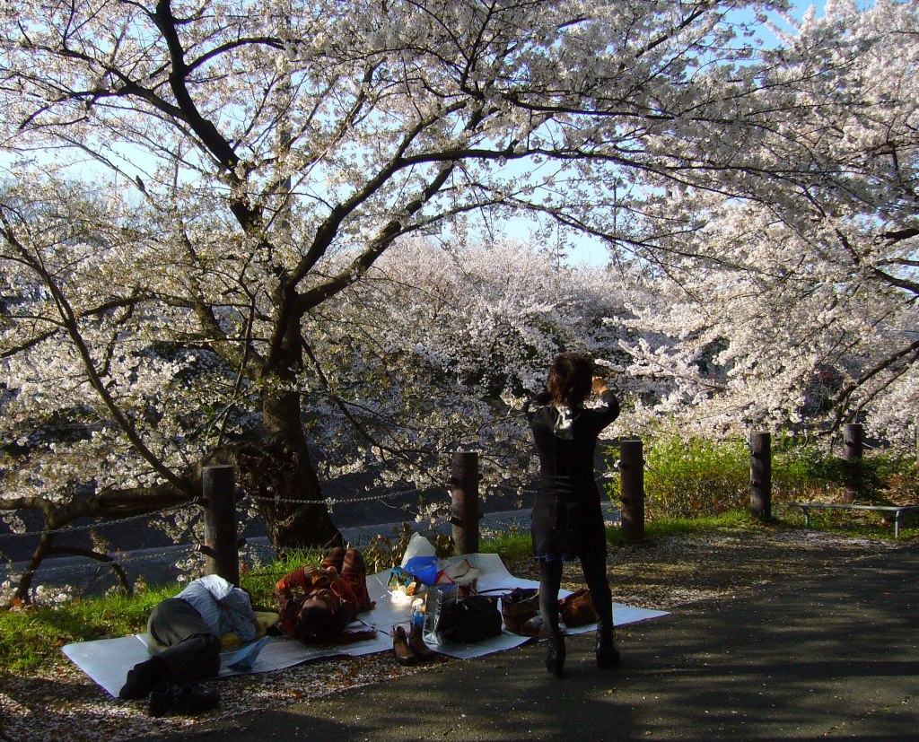 Sleeping under the cherry blossoms