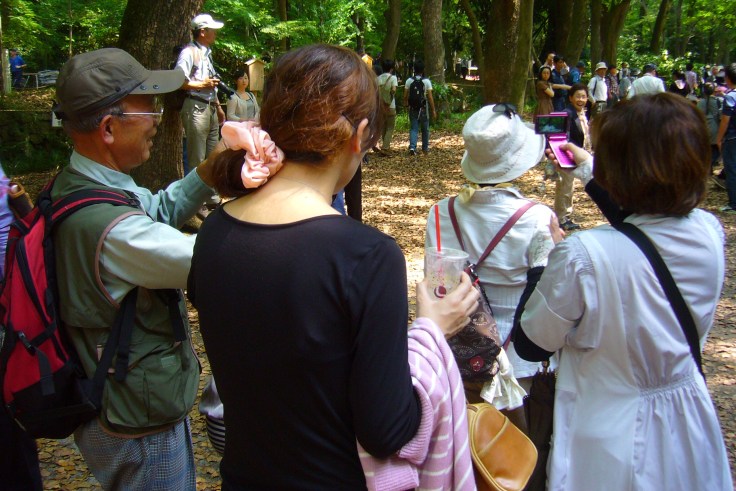 Crazy butterfly in Kyoto person nr 2 posing for pictures Crazy butterfly in Kyoto person nr 2 posing for pictures