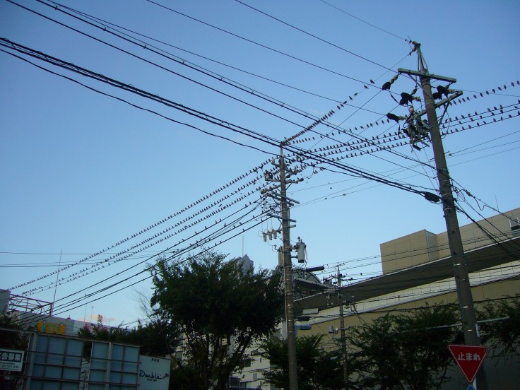 Birds as far as the eye can see