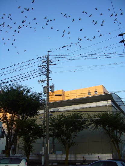 Muku birds coming and going