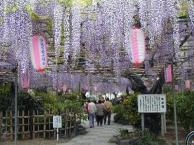 wisteria festival