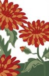 Flower for September Chrysanthemum