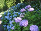june seki city hydrangea festival