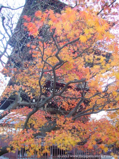 Momiji in Takayama, Japan