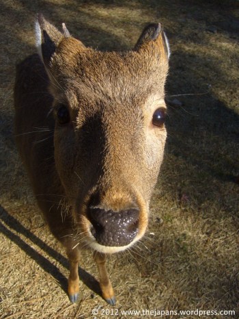 Sika deer in Nara