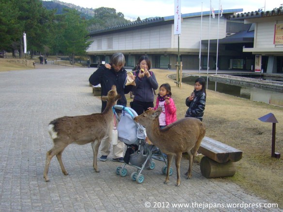 deer looking for food