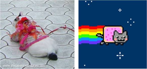 Poor Nyan Cat