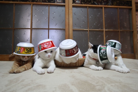 Shiro and his feline friends