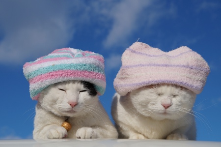 Cats with towels on their heads