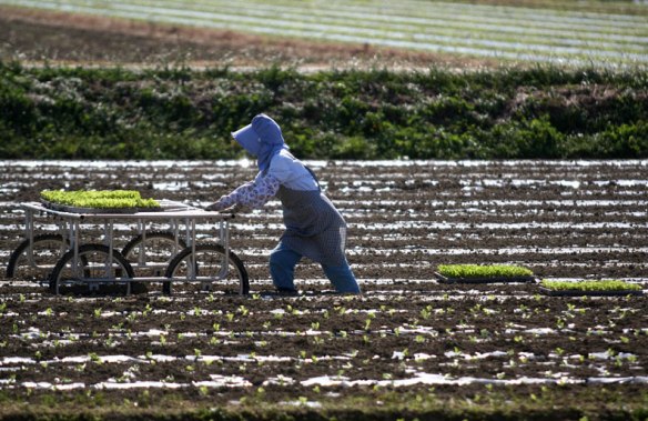 Farmer woman working the land in Japan