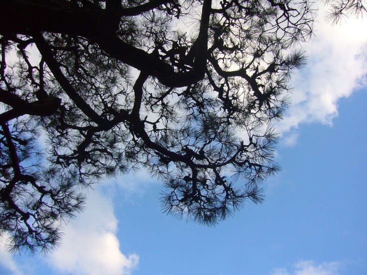 Japanese sky and pine tree at Korankei gorge in Toyota City