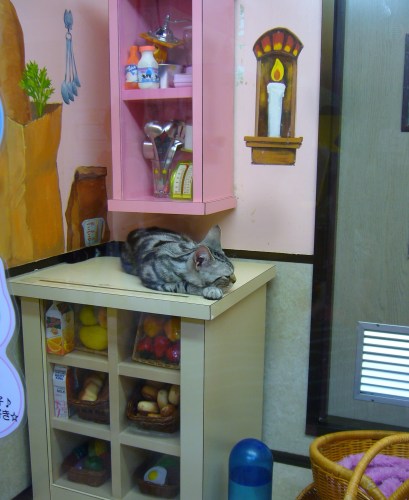 cat café in japan: cute decor