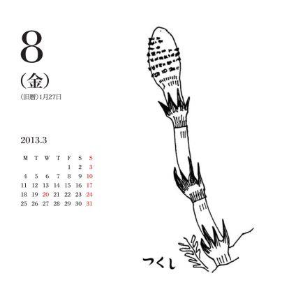 Equisetum arvense - the field horsetail  - tsukushi