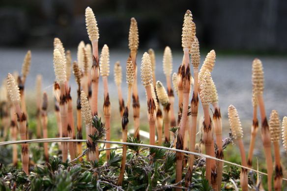 Equisetum arvense - the field horsetail  - tsukushi 