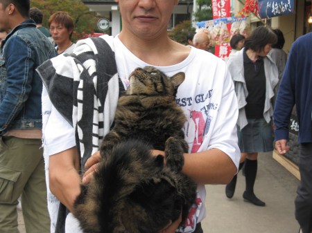 docile Japanese cats