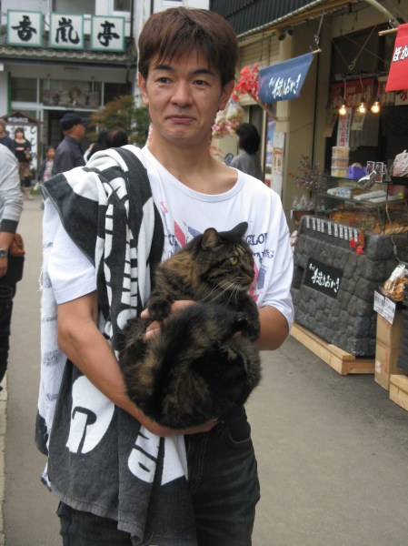 docile Japanese cats